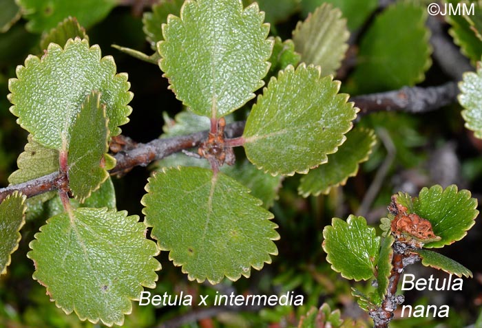 Betula × Intermedia = Betula Nana X Betula Pubescens